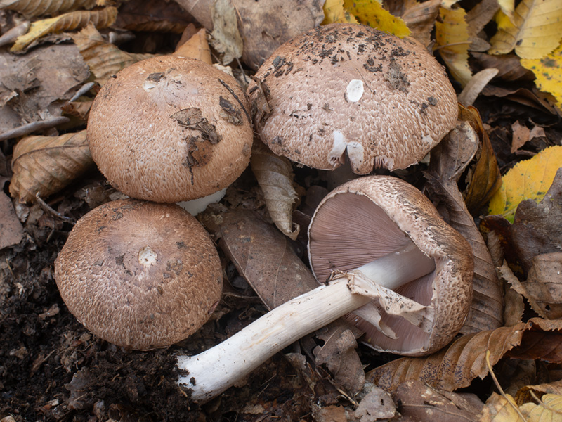 Agaricus phaeolepidotus